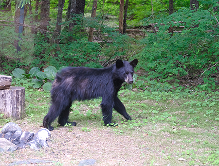 Yearling black bears like this one recently emancipated and learning to fend without mom can get into trouble if they find attractants in town Good bear safety awareness and education makes a big difference Jannelle Jenniges photo used with permission