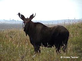 HOLY COW DONT SHOOT Yes that is indeed a cow moose not a bull She has an antler spread of about 24 with a deformity on the right side She is also accompanied by a small calf that likely wont survive without its antlered mother