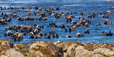 The sea otter population is increasing in Southeast Alaska and growth is striking in Glacier Bay After sea otters were reintroduced Southeast Alaska in the early 1970s they gradually expanded their range and were first reported in Glacier Bay in 1996  In 2012 numbers in the bay were estimated at 8500 animals