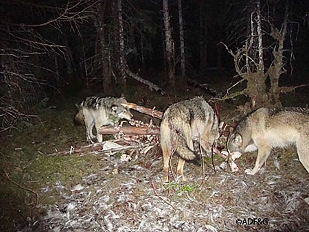 Wolves at a kill site in the Gustavus area were captured by a motiontriggered trail camera