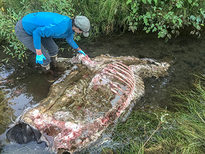 Wolf biologist Gretchen Roffler examines a moose kill site near Berners Bay in summer of 2018 as part of her pilot study aimed at identifying what wolves are killing and how many animals they are killing during different seasons