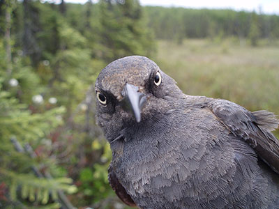 Rusty blackbird Photo by Dave Tessler
