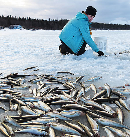 Yvonne Leutwyler begins to collect some of the rainbow smelt that she and the author pulled through the ice on Aleknagik Lake near Dillingham Clark Fair photo