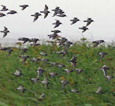 Rock sandpipers at Izembeck Wildlife Refuge Photo by Anne SuttonADFampG