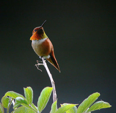 A rufuos hummingbird the most common by far humingbird in Alaska Photo by Steve Heinl
