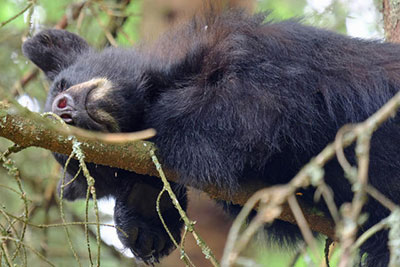 A yearling black bear sleeps in a tree in Juneau39s Mendenhall Valley Photo by Jennelle Jenniges
