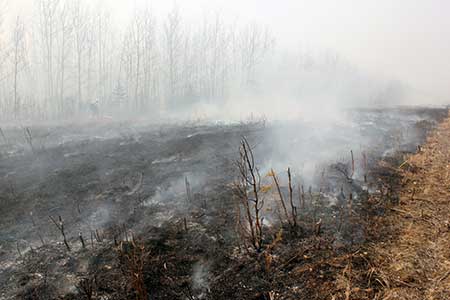 The aftermath of the burn in 2018  Aspen quickly regenerates after burning and the new growth is prized by moose Photo by Tim Mowry