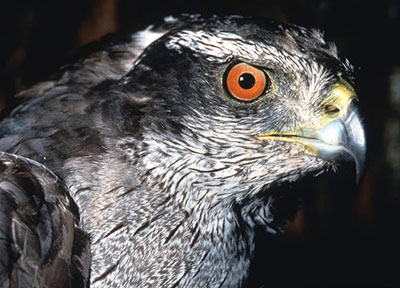 A Northern Goshawk