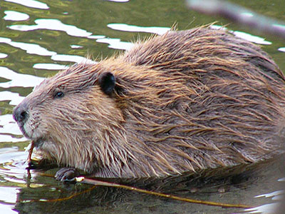 Beavers can be shy and nocturnal or active  by day and fairly indifferent to people Beavers can be defensive when approached by dogs especially in the water where they are quite agile Control dogs outdoors and always give wild animals plenty of space Photo by Frank Zmuda
