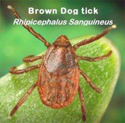 Two nonnative ticks have become established in Alaska in the past decade the brown dog tick and the American dog tick The brown dog tick prefers indoor environments especially kennels and homes The ticks have been found in all over the state but most frequently in Fairbanks North Pole Anchorage Eagle River Bethel and Valdez