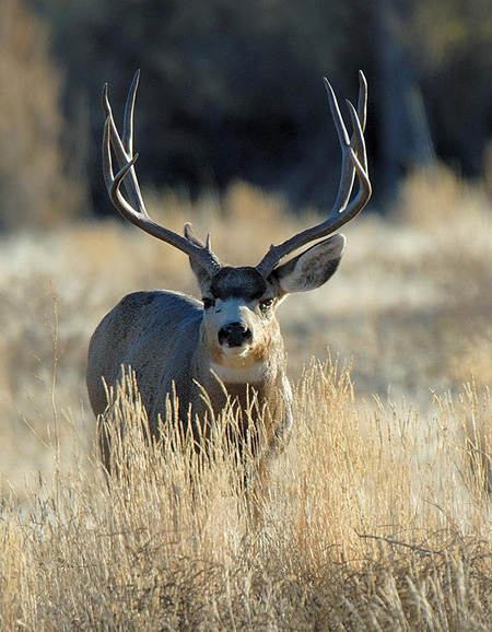 A mule deer in Eastern Utah Mule deer are beginning to colonize Alaska from source populations in Canada Photo by Brent Stettler Utah Division of Wildlife Resources