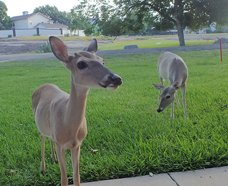 Whitetailed deer in a suburban neighborhood in the Texas hill country It is legal to feed deer in Texas and these deer were tame and accustomed to handouts Whitetailed deer can be quite tolerant of people more so than mule deer or blacktails Photo by Riley Woodford