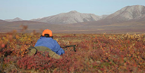 Stalking caribouPhoto by Jeff Jemison