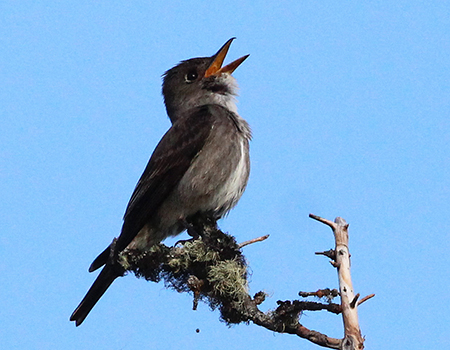 An Olivesided Flycatcher Photo by Sara Germain courtesy USFWS