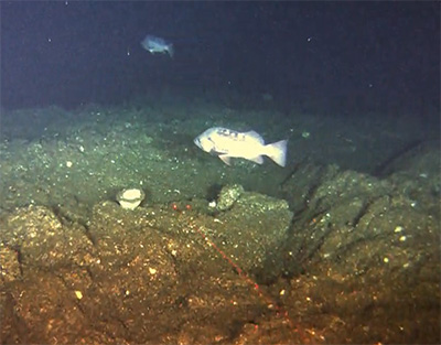 A rockfish near the seafloor The laser points can be seen in the center of the picture  these help biologists estimate the size of fish