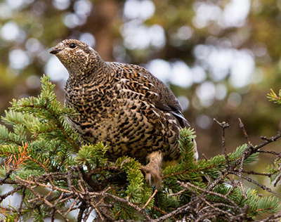 Spruce grouse Photo by Jim Dau