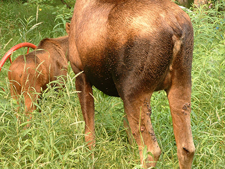 The cow moose and one of her calves Moose can39t reach their back legs to shoo the flies away  a series of bites and sores can be sen halfway down the back of the moose39s hind legs