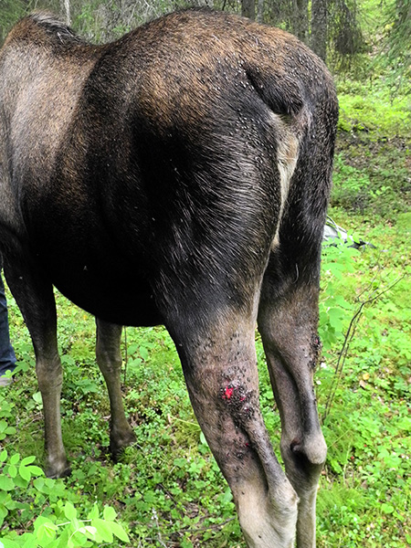 Moose fly bites Photo by Kevin White