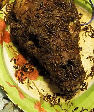 A close up of the bear skull with adult beetles and the larvae  which do most of the cleaning The colony has beetles in all life stages Under good conditions they can clean a skull like this in a week