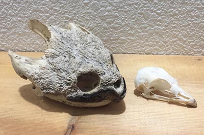 A snapping turtle skull found in the woods and a grouse skull cleaned by the beetle colony in a single day
