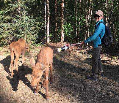 Bridgett Downs Benedict with the insect aspirator vacuuming insects off a moose calf