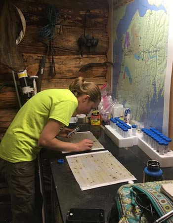 Bridgett Downs Benedict examining ldquosticky paperrdquo insect traps She plucks off each insect for identification