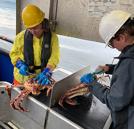 Biometrician Katie Palof measures left while biologist April Rebert tags right reg king crab during a survey The live crab are then released back into the ocean