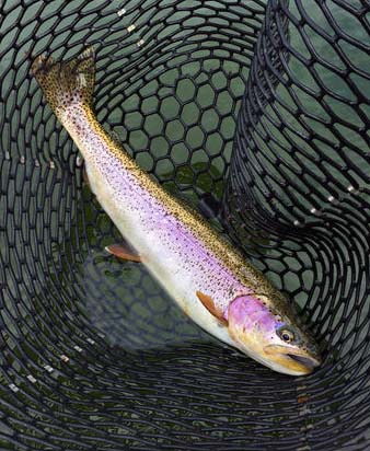In the net before release Photo by Ken Marsh