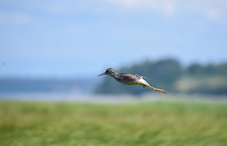 A lesser yellowlegs in flight the antennae of the transmitter can be seen as well as the leg bands Photo by Matthew Danihel
