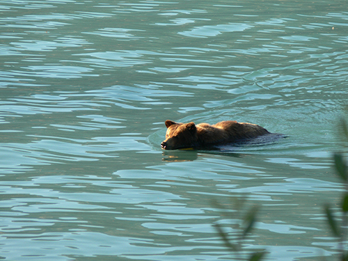A 4yr old female bear crossing Lynn Canal near Haines Photo by Etta Meeks