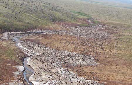Caribou cover the landscape of Northwest Alaska on a summer day