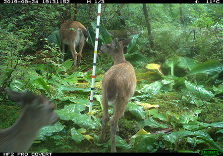 Three deer and at least one fawn with spots trigger the motion sensor on a trail camera on Douglas in August 2019 A new project is currently in the works to monitor Sitka blacktailed deer on Douglas Mitkof and Gravina islands which all see decent amounts of hunting pressure annually  copyADFampG