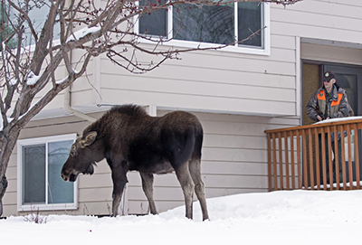 An Anchorage urban moose A wildlife biologist is watching from the house next door ADFampG photo