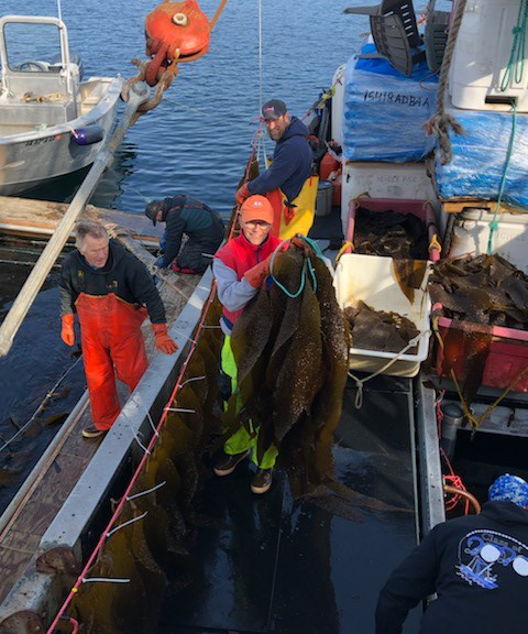 A pounder holds up blades of kelp Photo by Mike Pilling