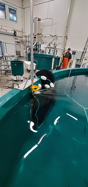 A seine is folded on the rim of a round tank the floats keep the top edge of the seine net at the surface and the netting hangs like a curtain underneath  Note the pole bracket held in place with clamps on the side of the tank