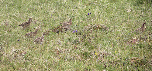 Willow ptarmigan brood in Unit 13 July 2019 photo Rick Merizon