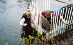 Dan Rinella and Coowe Walker collect stream invertebrates to be analyzed for stable isotopes and fatty acidlip contents  Coowe Walker is a watershed specialist at Kachemak Bay Research Reserve Dan Rinella is a PhD student with UAF working on food web analysis