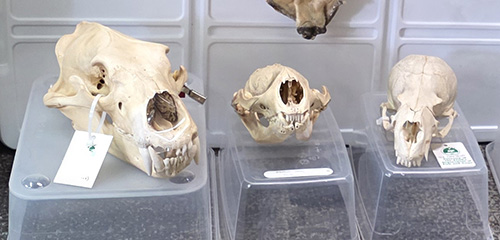 Marine mammal skulls  polar bear on left Steller sea lion on right