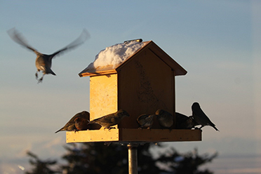 A birdfeeder supporting Pine Grosbeaks in the winter this feeder was taken down in the spring before it became a bear attractant Photo by Arin Underwood