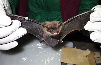 A little brown bat with a wing tag