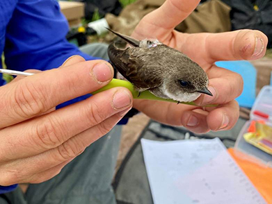 A  Bank Swallow is equipped with a tiny Motus tag to enable tracking