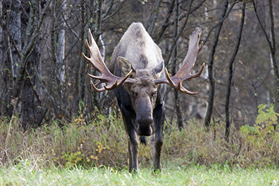 A bull moose in stares down a photographer in Anchorage ADFampG photo