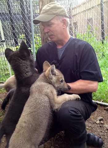 Wildlife Biologist Jeff Selinger with wolf pups from the Funny River Wildfire in April 2015 Five wolf pups removed from the massive Kenai Peninsula fire were placed in the Minnesota Zoo in Apple Valley The pups two females and three males were cared for at the Alaska Zoo in Anchorage until they could be transported Photo by Cynthia Gardner ADFampG