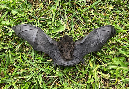 A little brown bat crawls across a lawn during a summer evening It later flew off The taxonomic name for the bat family translates as quothandwingquot