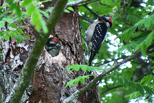 A male Hairy woodpecker feeds his chick Woodpecker cavities are an extremely important resource for many other birds Photo by Riley Woodford