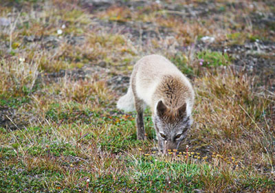 An arctic fox in summer pelage Photo by Arin Underwood