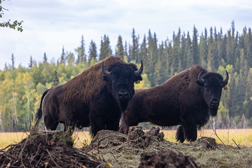 A pair of wood bison at the Minto Flats State Game Refuge west of Fairbanks
