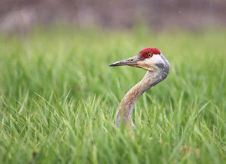 Sandhill Crane Photo by Arin Underwood
