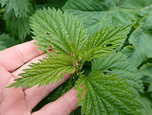 Nettles Although some plants are best gathered when first emerging and young and tender nettles can be picked late into the spring just clip off the growing tip