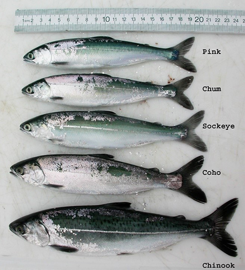 What juvenile salmon look like after their first summer at sea